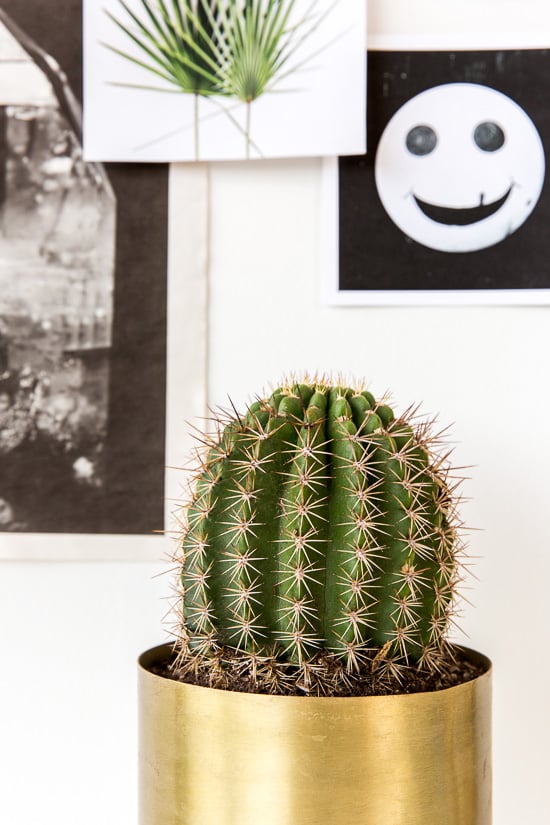 Cacti love!