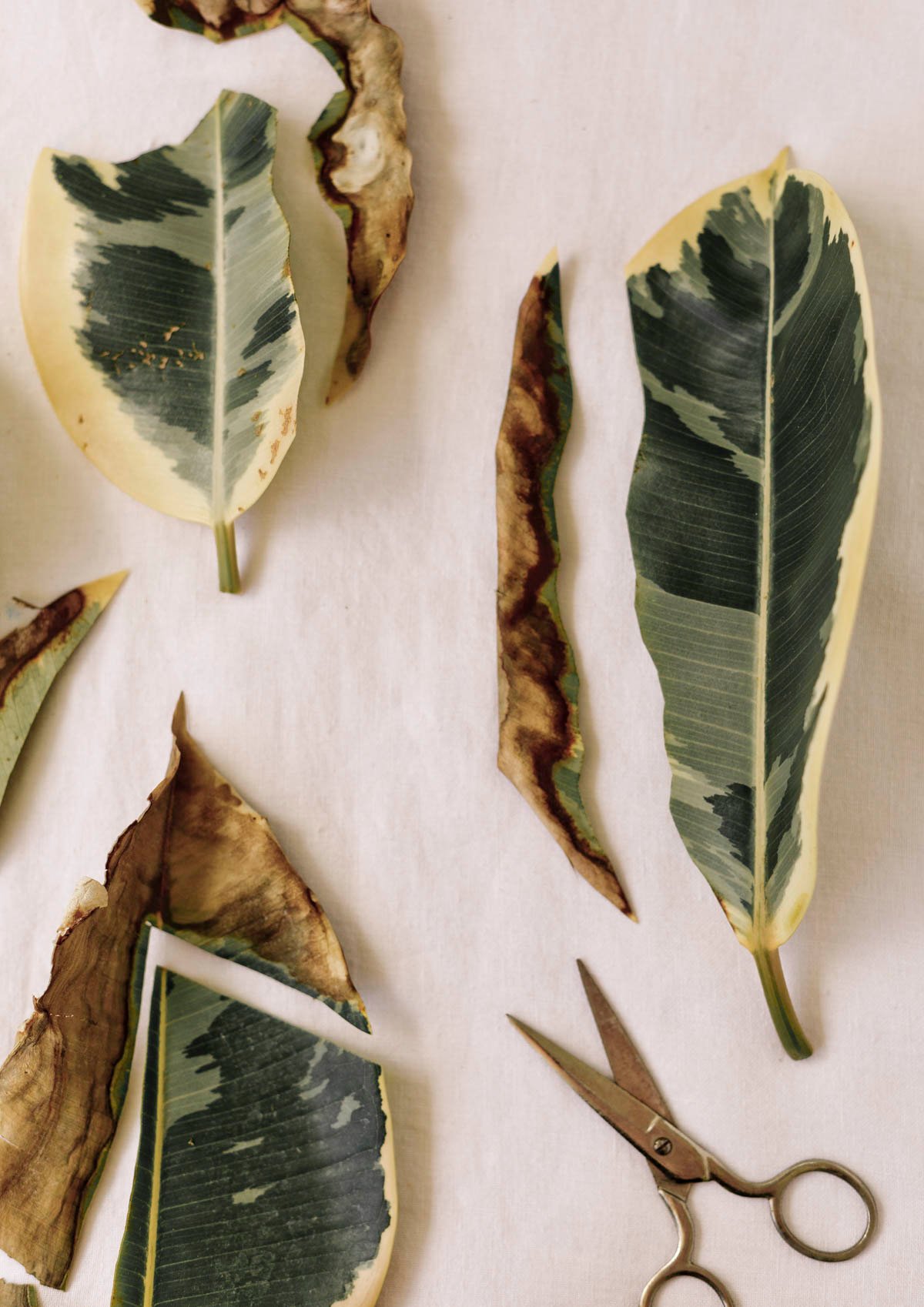 cutting dried up leaf scorch from variegated rubber plant leaves, with scissors 