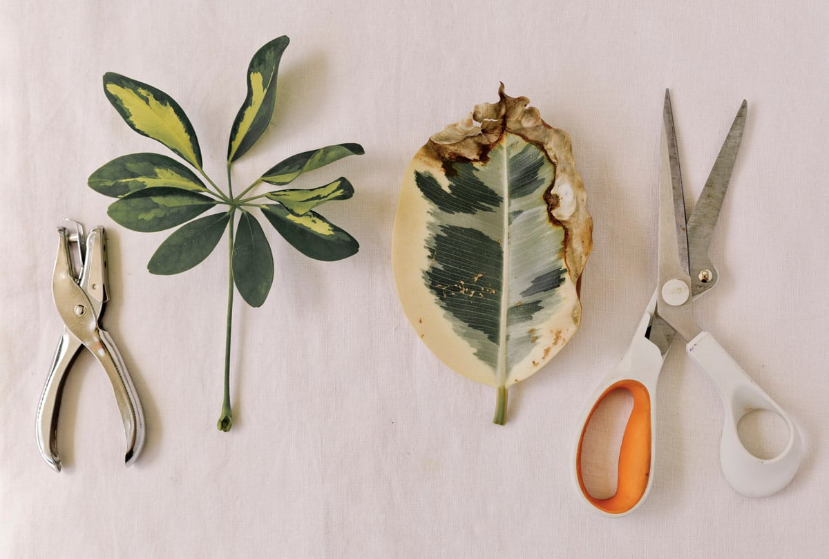 supplies for making biodegradable confetti, which includes: hole punch, leaves, and scissors